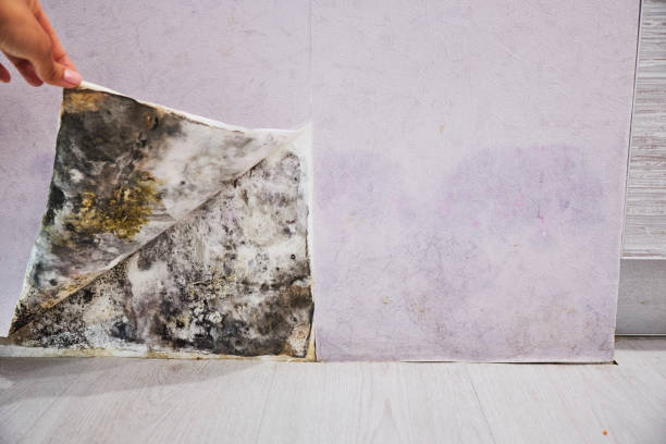 Best Emergency Mold Remediation in Montgomery, GA
